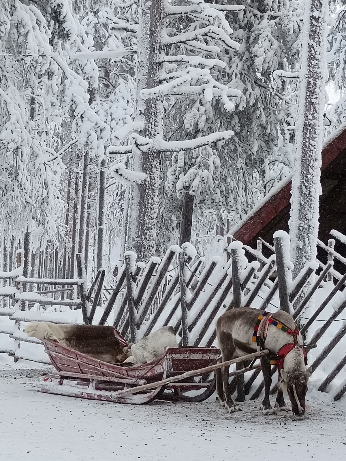 Олень и сани